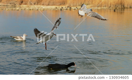 Birds in mid-flight and swimming in tranquil waters during early morning hours at a local park 130934605