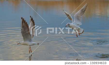 Seagulls taking flight over a serene water surface during early morning hours 130934610