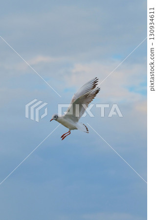 White bird soaring gracefully against a backdrop of soft blue skies with clouds during daylight hours 130934611
