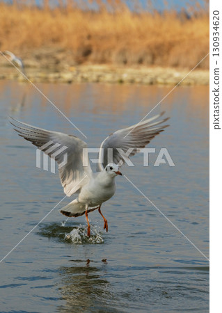 Bird takes flight over tranquil water at sunset, showcasing nature's beauty near a serene wetland area 130934620
