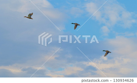 Ducks gliding through a surreal blue sky at dawn over tranquil waters 130934626