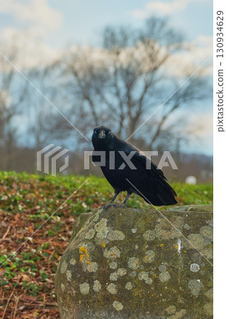 Black bird perched on a moss-covered rock in a serene park setting during early spring 130934629