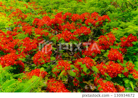 Royal Delonyx or Firewood. 130934672