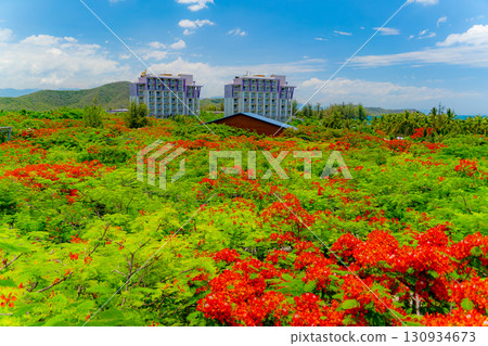 Royal Delonyx or Firewood. 130934673