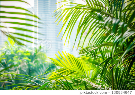 Lush tropical palm leaves with vibrant green hues against blurred backdrop of modern skyscrapers. Concept for urban jungle design, biophilic interiors, and integration of nature into cityscapes 130934947