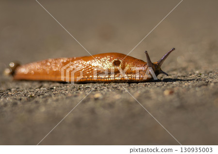 Close-up of the brick-red, dirty orange or brown Spanish slug (Arion vulgaris or Arion lusitanicus) on the ground in summer. 130935003
