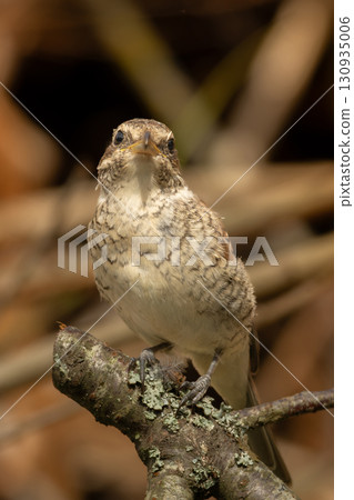 Juvenile Red-backed Shrike sitting on a tree branch. Red-backed shrike 130935006