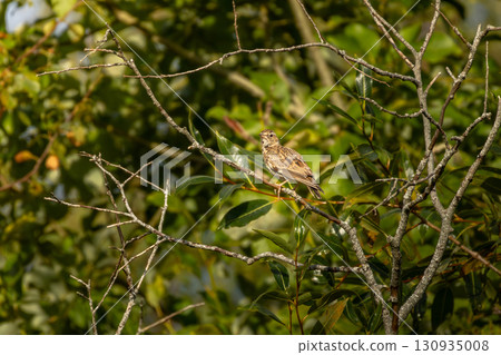 Woodlark, Lullula arborea. A bird sitting on a branch. Woodlark, Lullula arborea. A bird sitting on a branch. 130935008