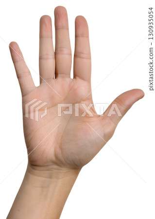 Human palm isolated on transparent background, anatomy study with detailed lines and skin texture for medical use 130935054