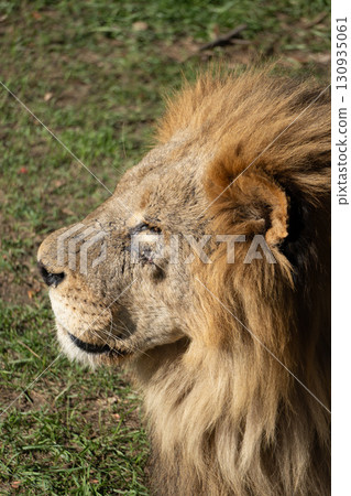 Lion Close-up Portrait Wild Africa 130935061