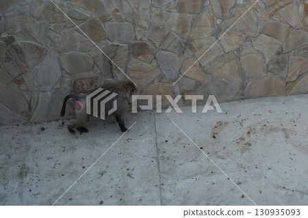 Baboon Wall Zoo - A baboon walks near a stone wall at a zoo. Baboon Wall Zoo - A baboon walks near a stone wall at a zoo. 130935093