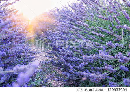 Lavender field at sunset, Valensole Plateau Provence Lavender field at sunset, Valensole Plateau Provence 130935094