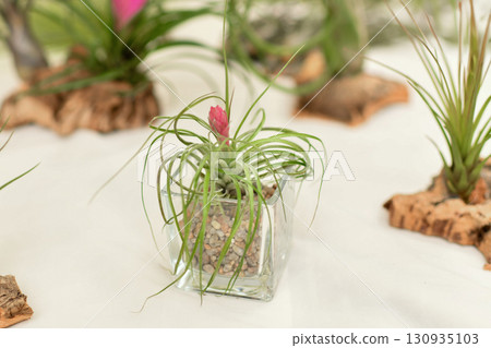A green tillandsia air plants A green tillandsia air plants 130935103