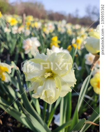 Blooming flower yellow daffodil variety Sunny Side Up with drops of morning dew on petals growing in ground in garden meadow on sunny spring day. Selection, breeding of flowers. Nature. Blue sky Blooming flower yellow daffodil variety Sunny Side Up with drops of morning dew on petals growing in ground in garden meadow on sunny spring day. Selection, breeding of flowers. Nature. Blue sky 130935162