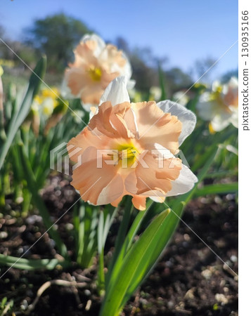 Blossoming flower of the narcissus variety Edinburgh close-up. Beautiful daffodils flower with white and pink petals in inflorescence on green stem growing in ground on sunny spring day with blue sky 130935166