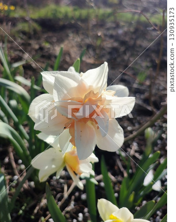 Blossoming flower of the narcissus variety Replete close-up. Beautiful daffodils flower with white and pink petals in an inflorescence on a green stem growing in the ground on a sunny spring day Blossoming flower of the narcissus variety Replete close-up. Beautiful daffodils flower with white and pink petals in an inflorescence on a green stem growing in the ground on a sunny spring day 130935173