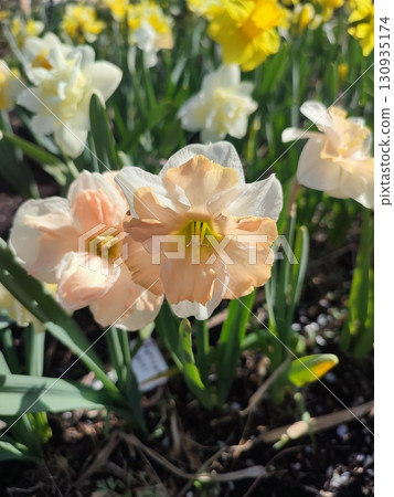 Blossoming flower of the narcissus variety Edinburgh close-up. Beautiful daffodils flower with white and pink petals in an inflorescence on a green stem growing in the ground on a sunny spring day Blossoming flower of the narcissus variety Edinburgh close-up. Beautiful daffodils flower with white and pink petals in an inflorescence on a green stem growing in the ground on a sunny spring day 130935174