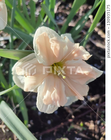 Beautiful blooming narcissus flower on sunny spring day. Varietal flower of narcissus variety Apricot Whirl. Pink petals on white petals in inflorescence with stamens on green stem leaves in ground Beautiful blooming narcissus flower on sunny spring day. Varietal flower of narcissus variety Apricot Whirl. Pink petals on white petals in inflorescence with stamens on green stem leaves in ground 130935175