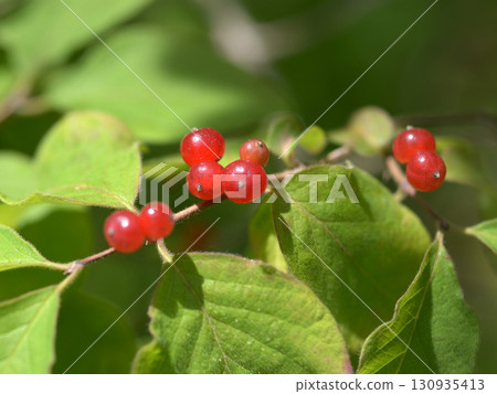 Gourd tree, Great Gourd tree, Large Gourd tree, Lonicera tschonoskii Maxim. Gourd tree, Great Gourd tree, Large Gourd tree, Lonicera tschonoskii Maxim. 130935413