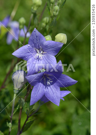 Powered by Translate Powered by Translate 130935416