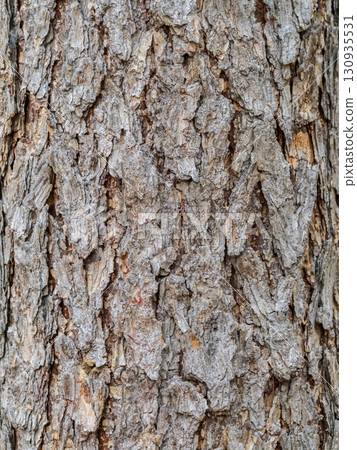 Old wood pine bark texture or background. Old wood pine bark texture or background. 130935531