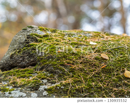 Soft thick moss in the forest is lit by the sun. Soft thick moss in the forest is lit by the sun. 130935532