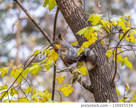 Portrait of a squirrel on a tree trunk 130935539