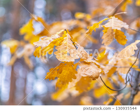 Oak branches with yellow leaves in autumn park 130935544