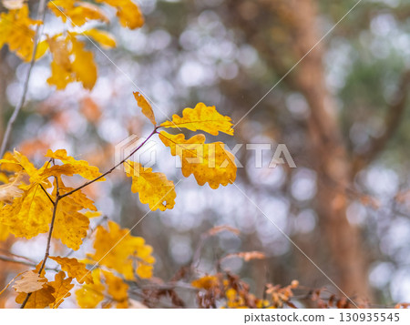 Oak branches with yellow leaves in autumn park 130935545