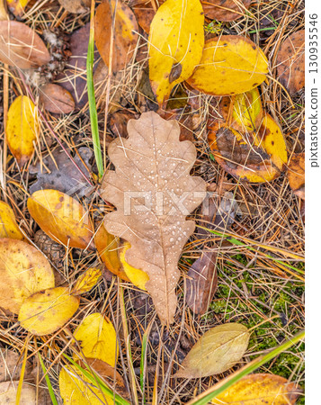 Orange, brown and yellow fallen oak leaves in the sunlight. Orange, brown and yellow fallen oak leaves in the sunlight. 130935546