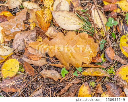 Orange, brown and yellow fallen oak leaves in the sunlight. 130935549