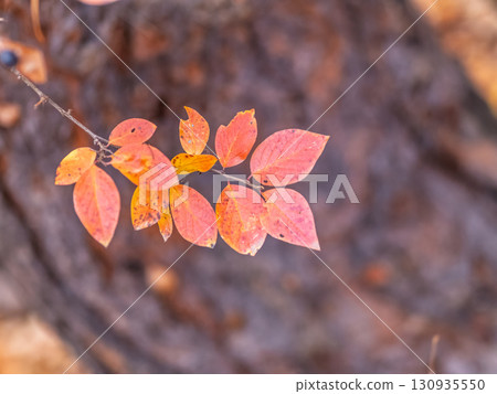 Branches with orange, red and yellow leaves in the autumn park. 130935550