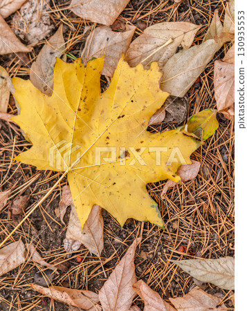 Orange and yellow fallen leaves in the sunlight. 130935553
