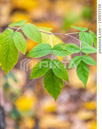Yellow autumn leaves of Juglans mandshurica, Manchurian walnut. Autumn leaf color 130935559
