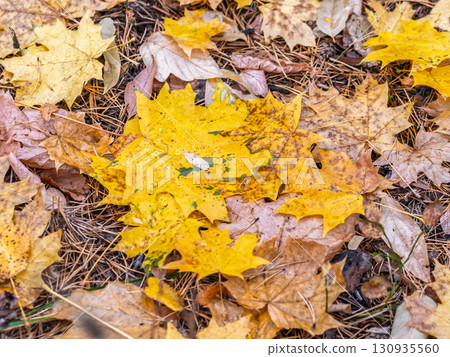 Orange and yellow fallen leaves in the sunlight. 130935560