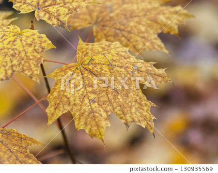 Maple branches with yellow leaves in autumn, in the light of sunset. 130935569