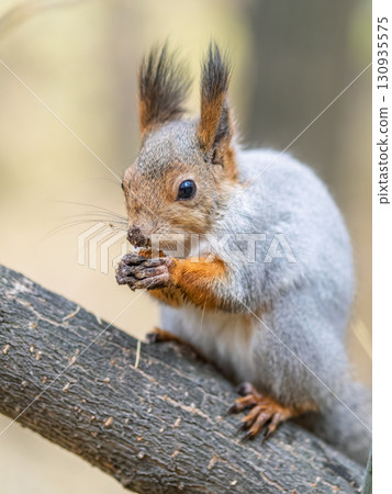 The squirrel with nut sits on tree in the autumn. Eurasian red squirrel, Sciurus vulgaris. The squirrel with nut sits on tree in the autumn. Eurasian red squirrel, Sciurus vulgaris. 130935575