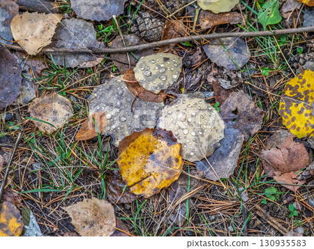 Orange and yellow fallen leaves with dew drops. Autumn leaves with water drops close-up. Orange and yellow fallen leaves with dew drops. Autumn leaves with water drops close-up. 130935583