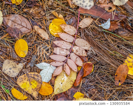 Orange and yellow fallen leaves with dew drops. Autumn leaves with water drops close-up. 130935584