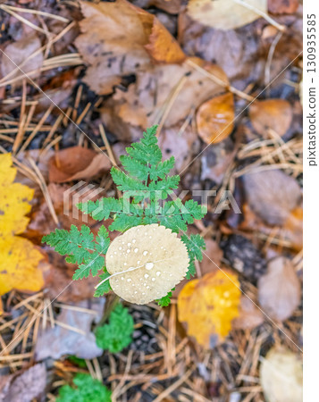 Orange and yellow fallen leaves with dew drops. Autumn leaves with water drops close-up. 130935585