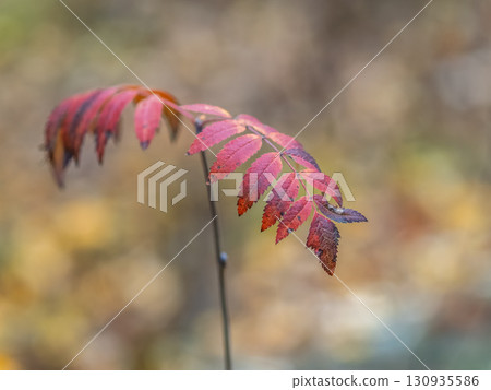 Rowan branches with yellow leaves in the autumn park. Rowan branches with yellow leaves in the autumn park. 130935586