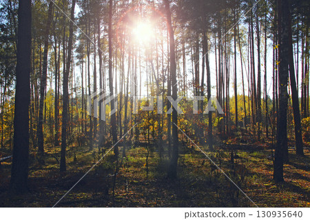 Light between trees in the forest. A ray of light in darkness. Wild wood. Light between trees in the forest. A ray of light in darkness. Wild wood. 130935640