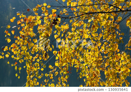 Yellow birch leaves. Autumn etude. Beautiful autumn weather Yellow birch leaves. Autumn etude. Beautiful autumn weather 130935641