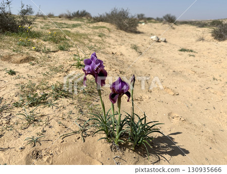 Negev iris or Iris Mariae in the Negev desert 130935666