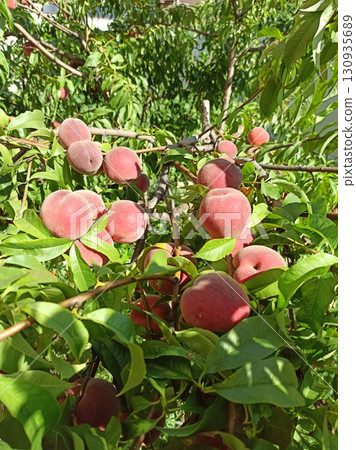 Ripened fruit of peach on the tree. Ripe fruits of peach hanging on the branches. Ripened fruit of peach on the tree. Ripe fruits of peach hanging on the branches. 130935689