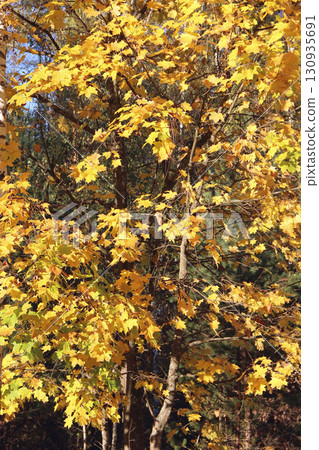 Yellow oak leaves. Autumn etude. Beautiful autumn weather. Seasonal specific Yellow oak leaves. Autumn etude. Beautiful autumn weather. Seasonal specific 130935691