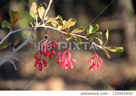 Bunches of ripe red berry barberry in autumn forest. Thunberg berberis Bunches of ripe red berry barberry in autumn forest. Thunberg berberis 130935692