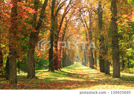 beautiful autumn yellow park. Walking path in park. Warm autumnal weather beautiful autumn yellow park. Walking path in park. Warm autumnal weather 130935695