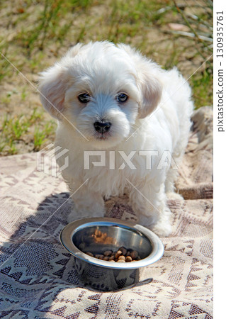 Maltipoo puppy running on sand. small Maltese dog playing outdoors. Family pet 130935761