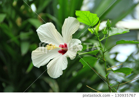 Beautiful white flower of Hibiscus in botanical garden. In tropical garden Beautiful white flower of Hibiscus in botanical garden. In tropical garden 130935767